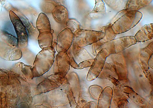 La grande siccita''....ma qui i funghi spuntano lo stesso !